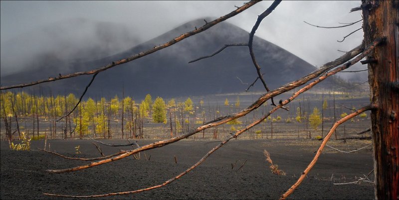 На Камчатке. В мертвом лесу. фото превью