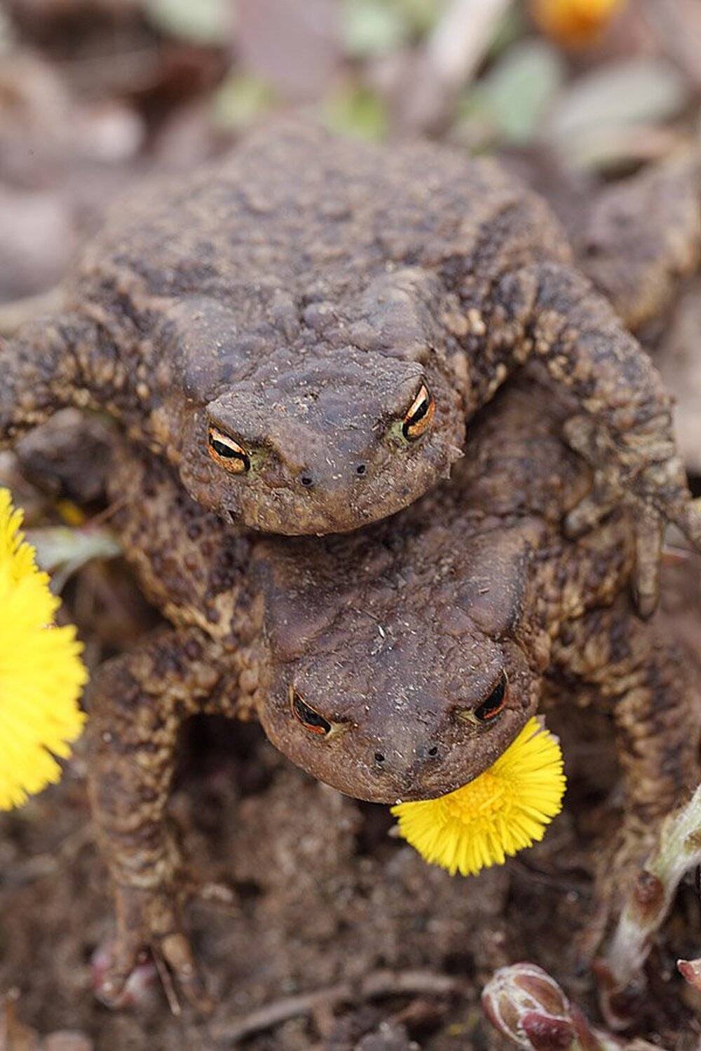 , Сергей Таланов