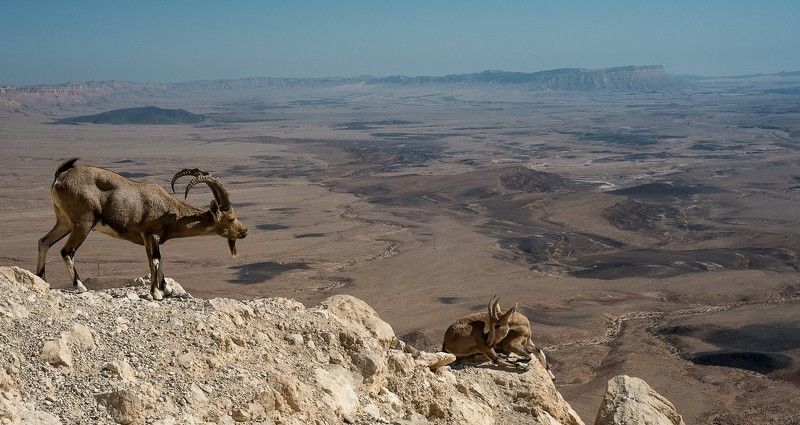 нубийский, горный, козел Первое свидание фото превью