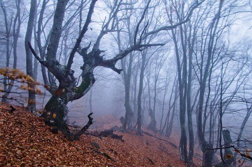 Туманные образы... продолжение истории...