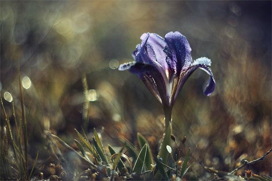 , Наталья Ова