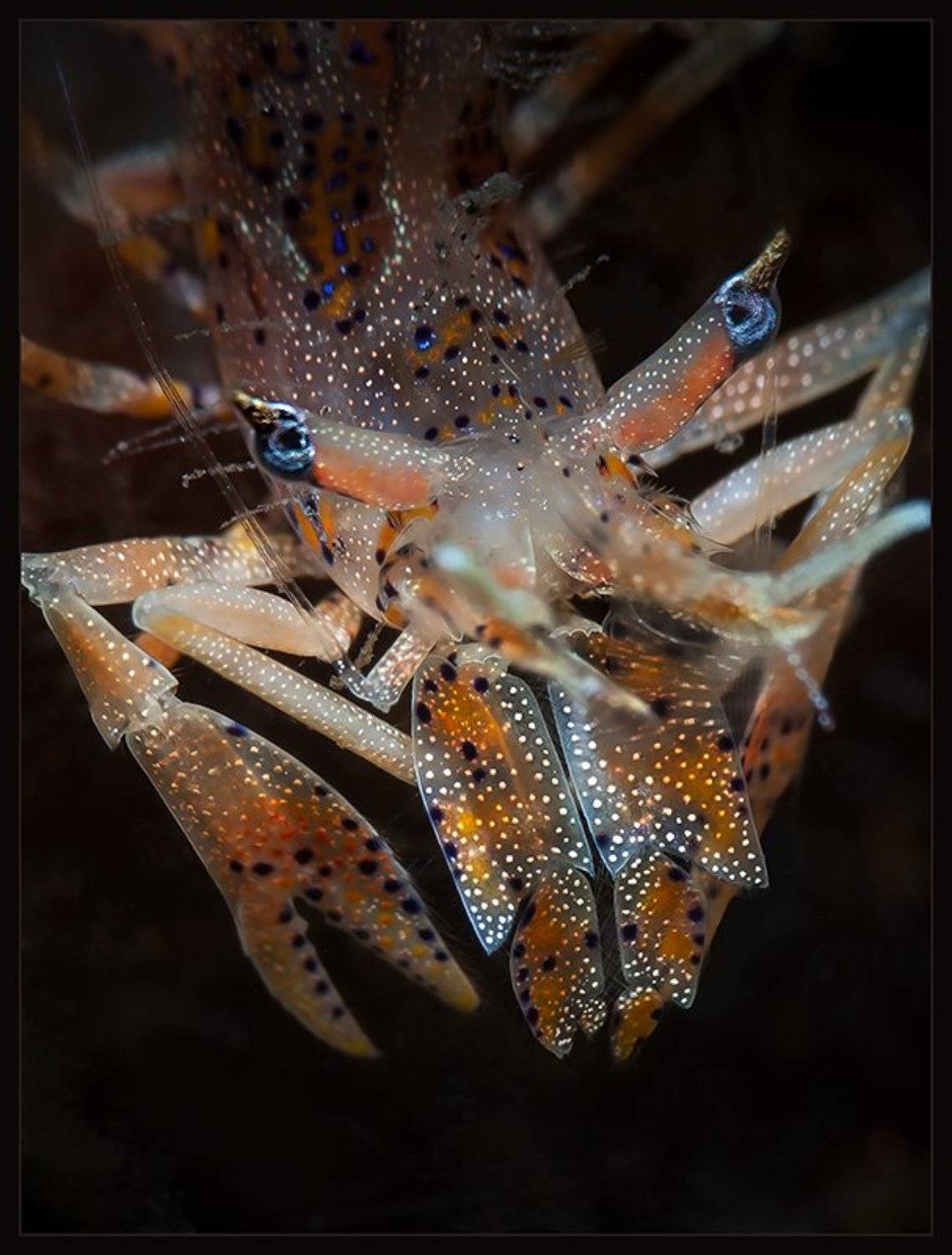 tiger, shrimp, Нонна Покрас