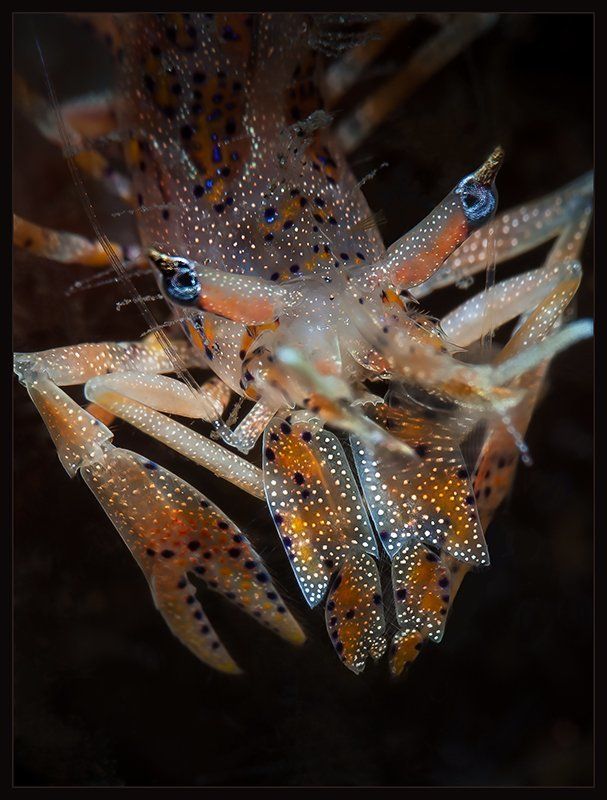 tiger, shrimp Голубоглазый тигр фото превью