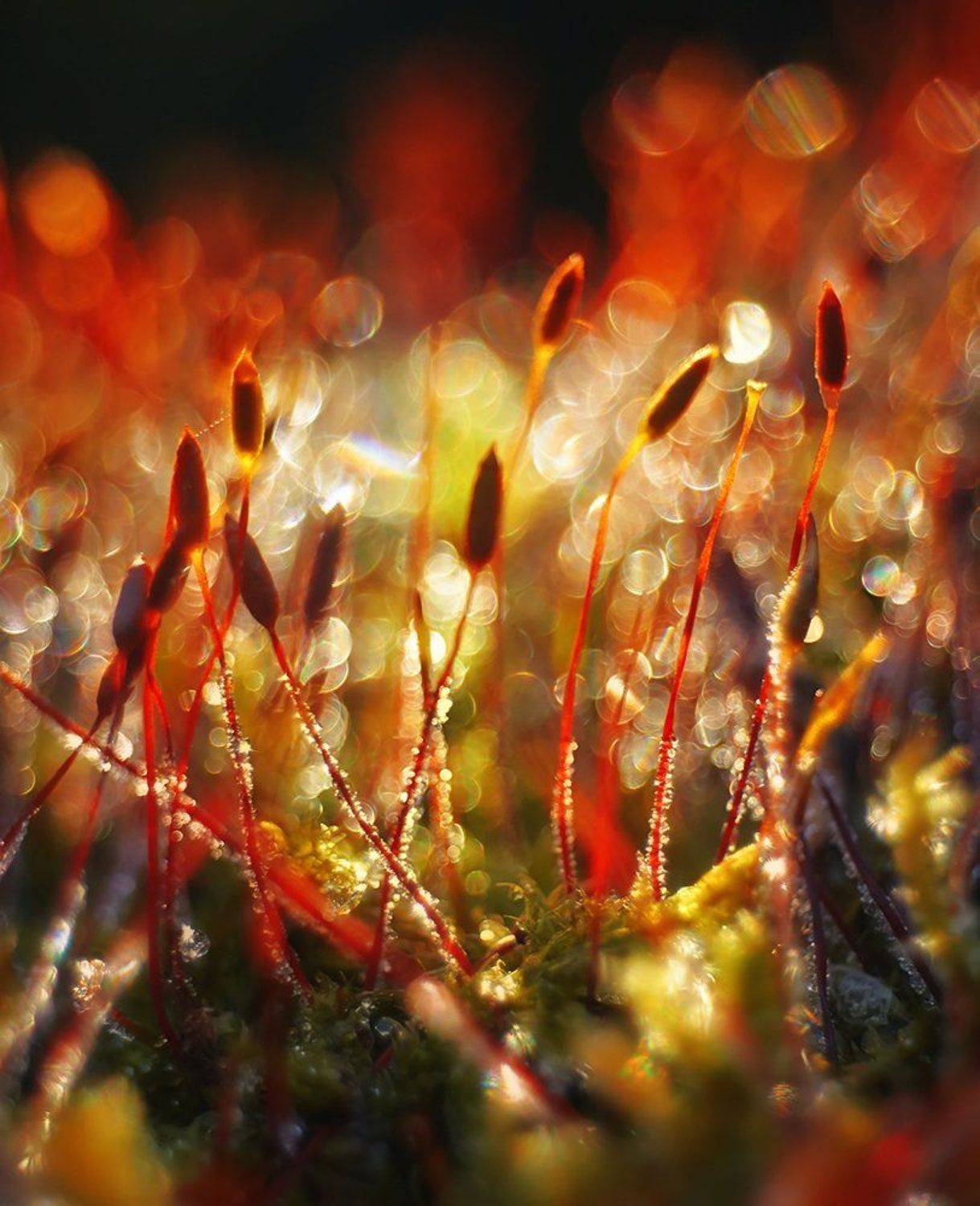 flame, meyer optik trioplan 17/2.8, nikon 1j1, Alexey Gnilenkov