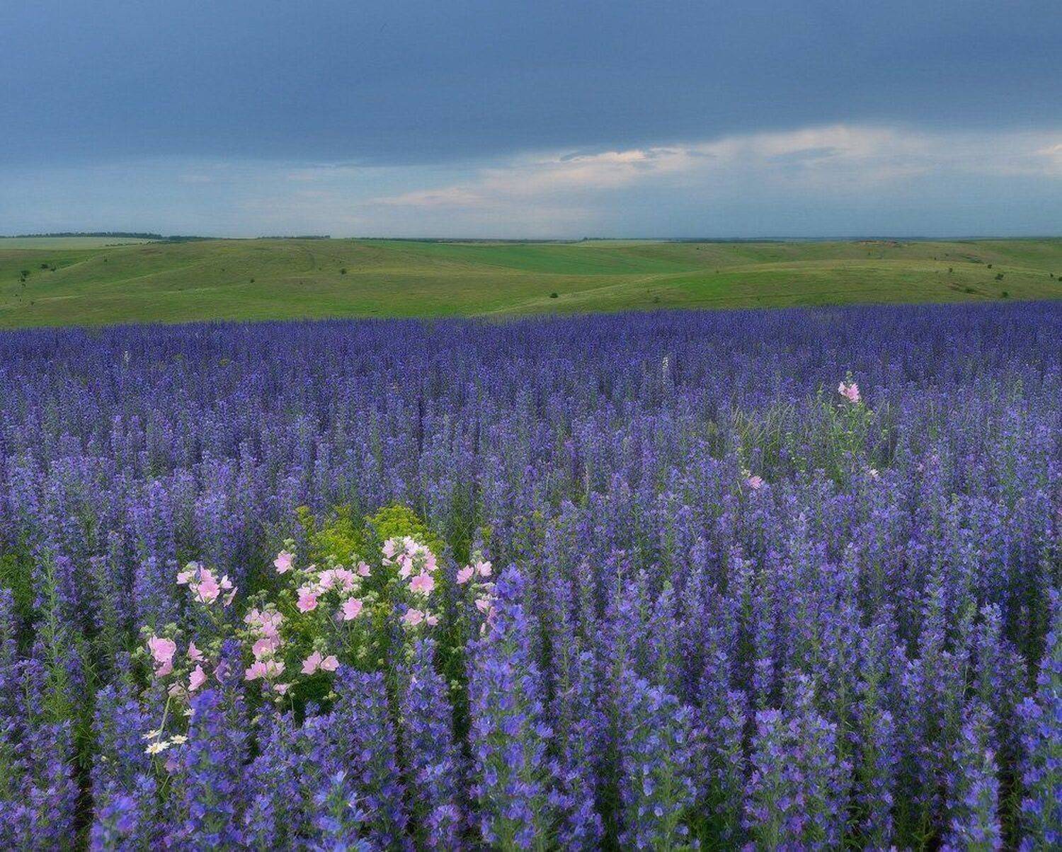 луг, гроза, Животков Андрей