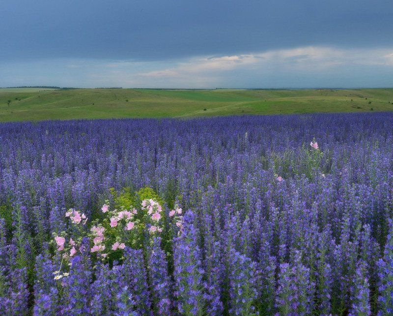 луг, гроза Инакомыслящие фото превью