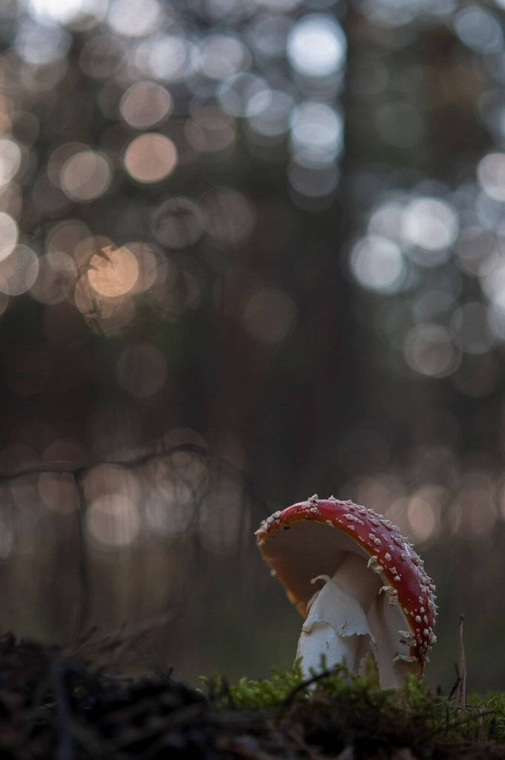 Воронеж, Гриб, Лес, Мухомор, Осень, Свет, Геннадий Мещеряков