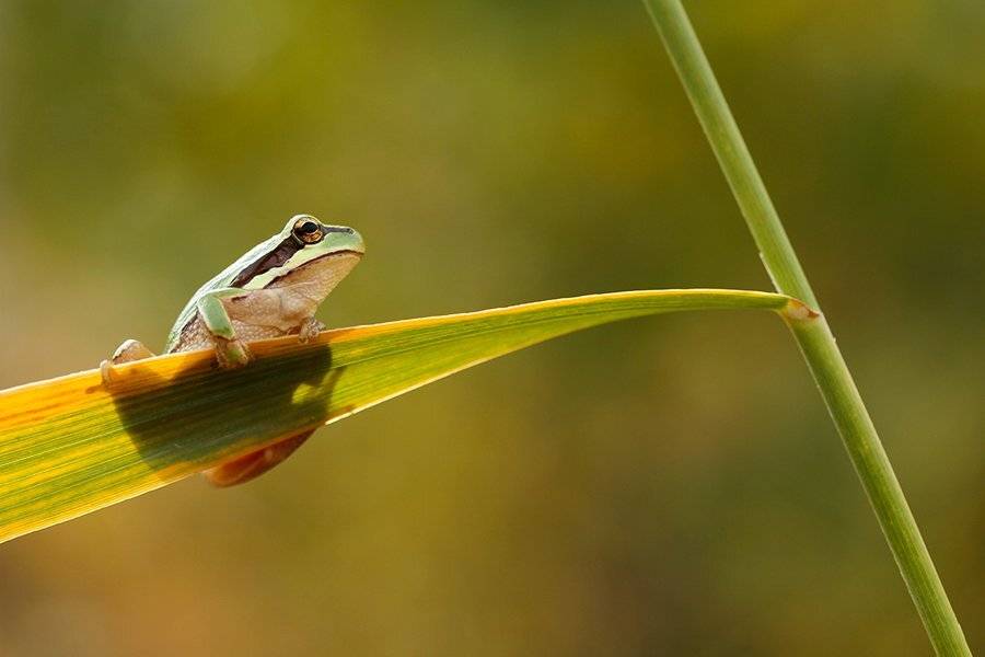 hyla. Автор: mehmet , mehmet