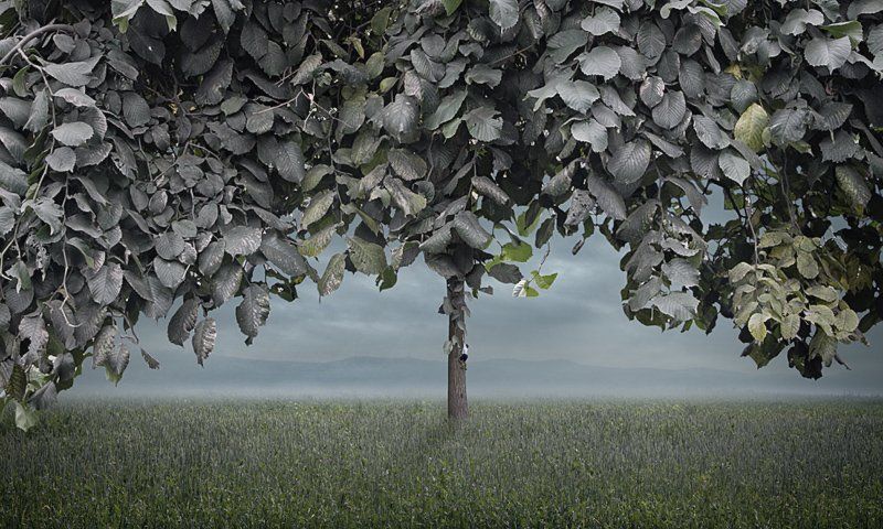 tree climber фото превью