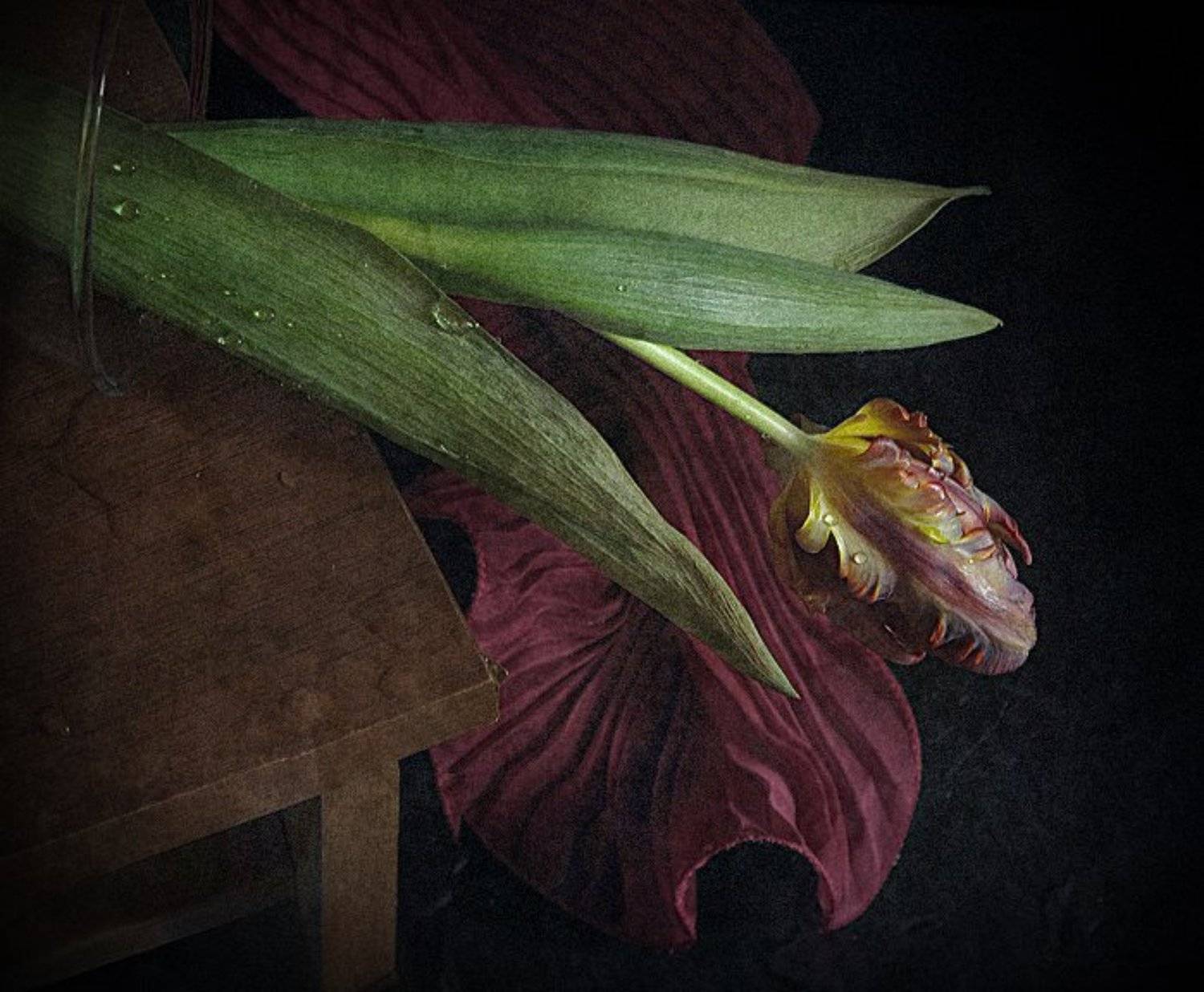 Натюрморт, Тюльпан, Цветок, LudmilaNG