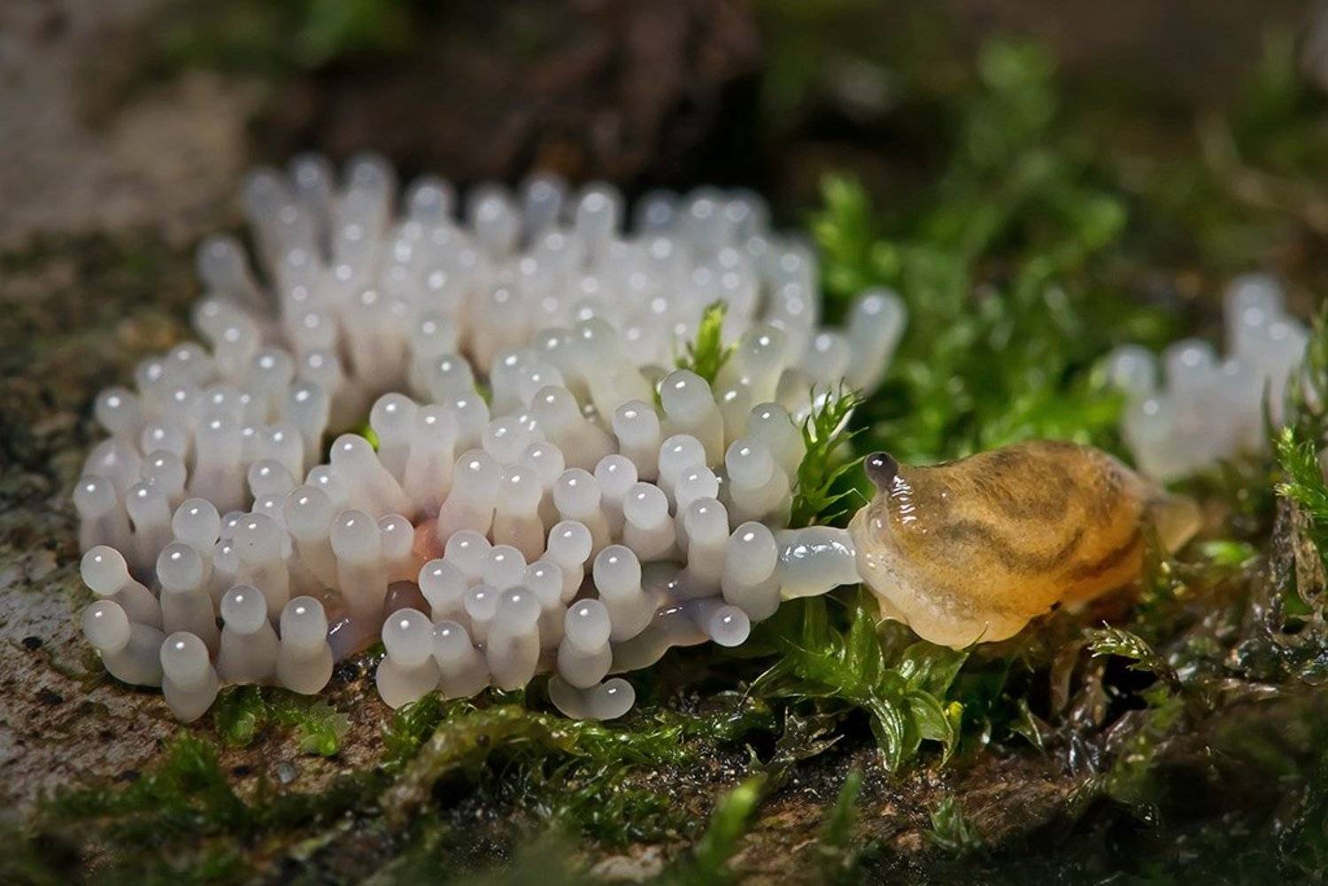 , Валерия Зверева