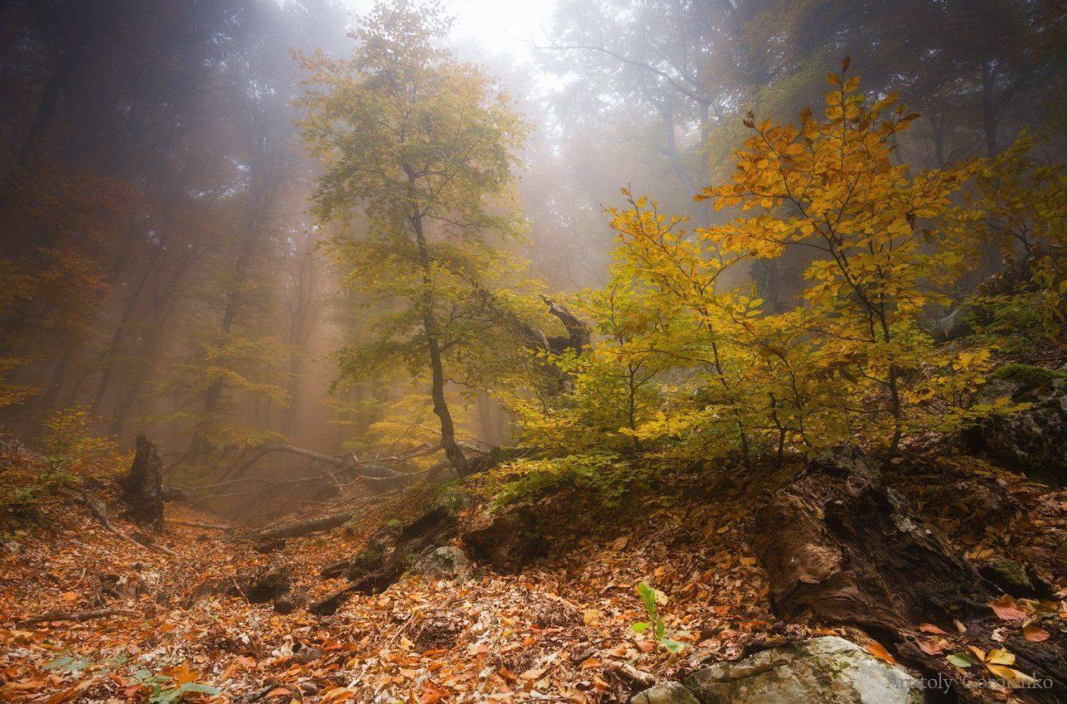 , Анатолий Гордиенко