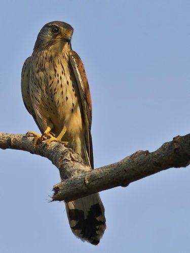 Пустельга (Tinnunculus alaudarius)
