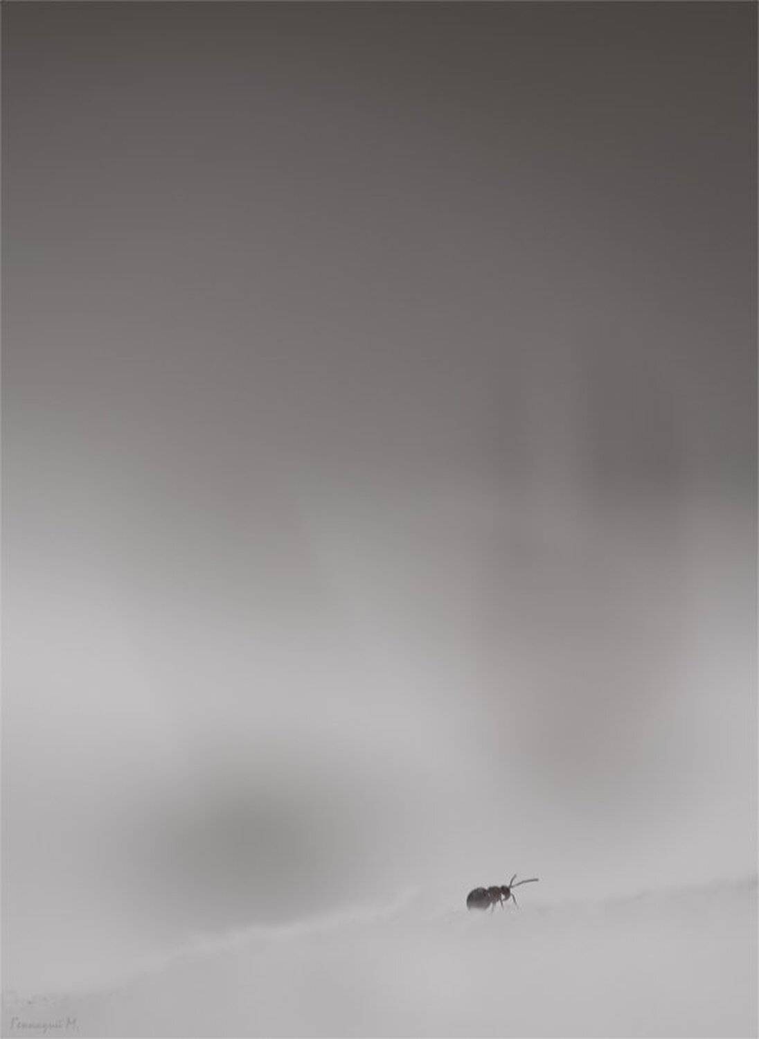 Коллембола, Метель, Минимализм, Свет, Снег, Геннадий Мещеряков