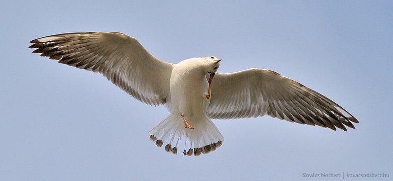 Itch! фото превью