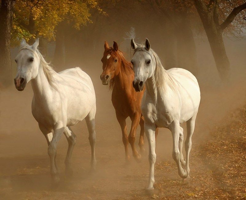 Tройка фото превью