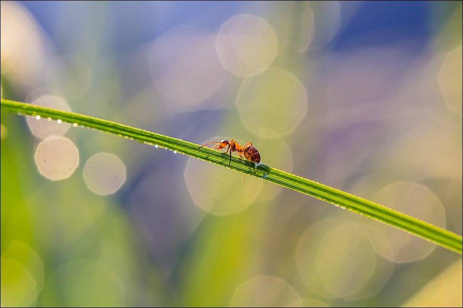 , Бурлов Андрей