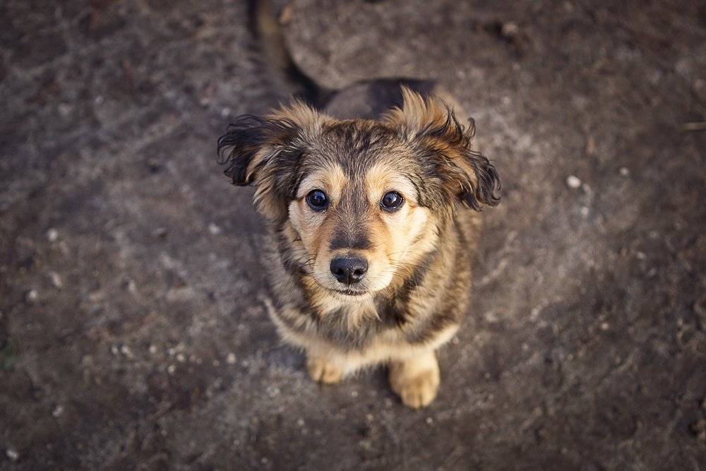 , Владислав.