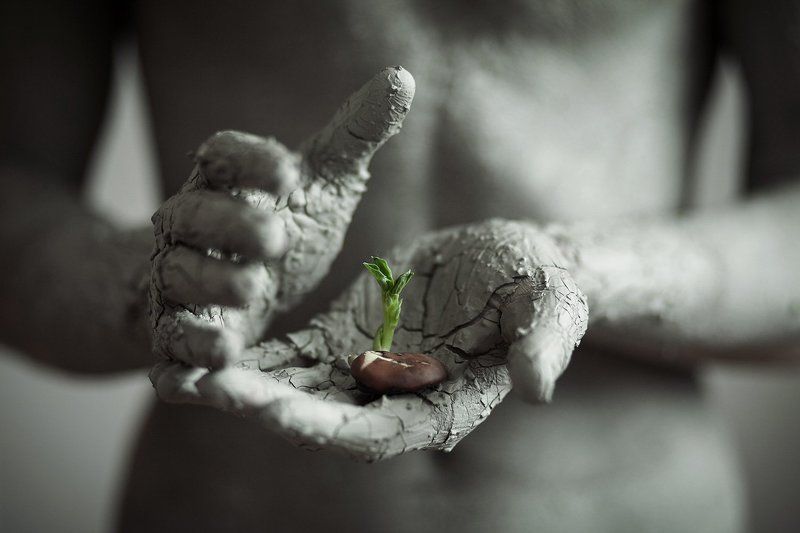 The sprout фото превью