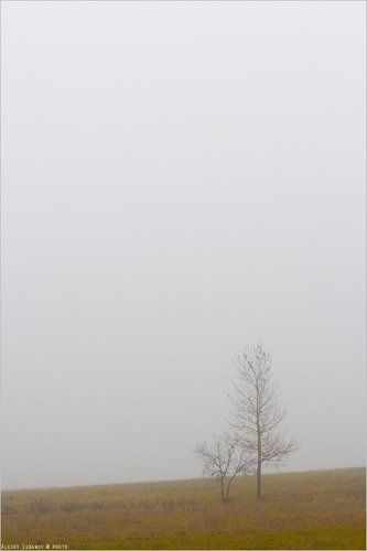 Единочества