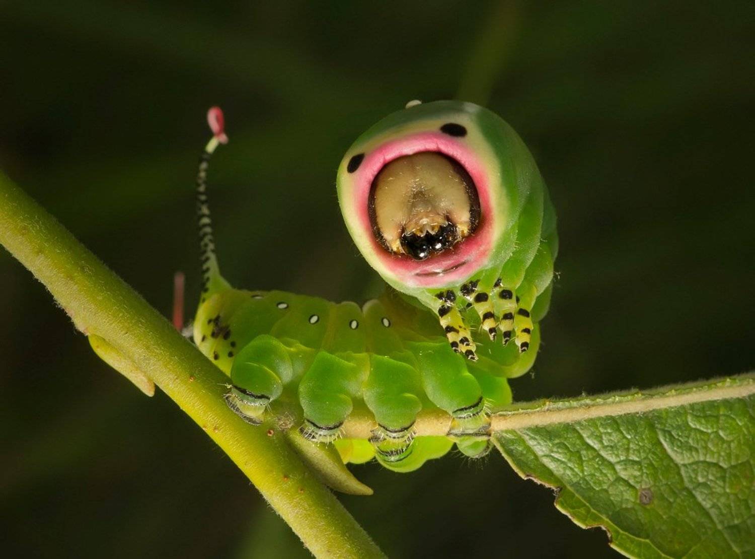 , Валерия Зверева