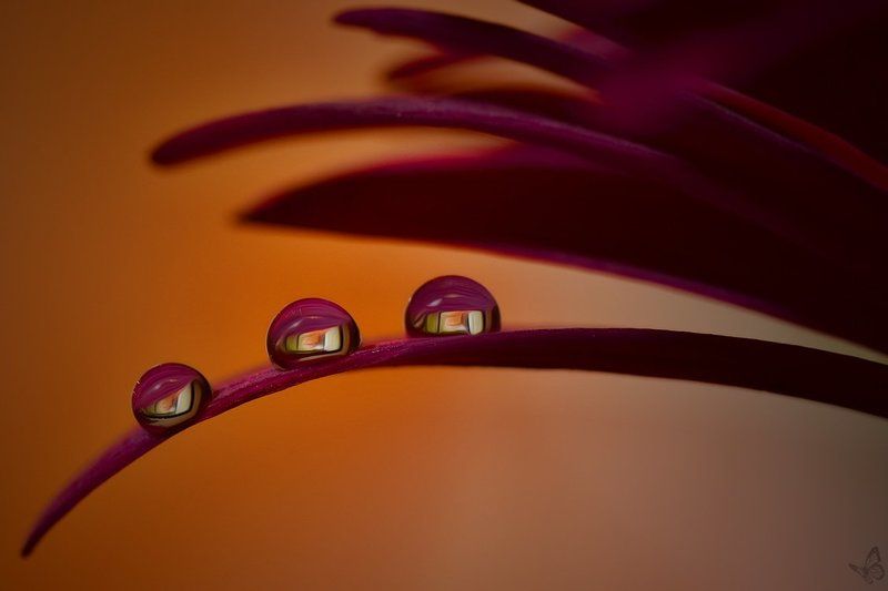 drops фото превью