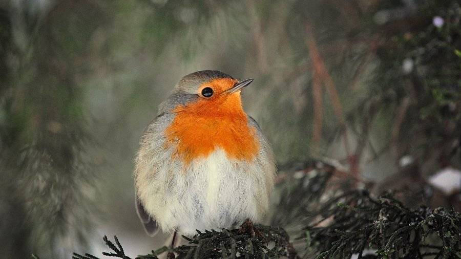 зарянка, Татьяна Жеребцова