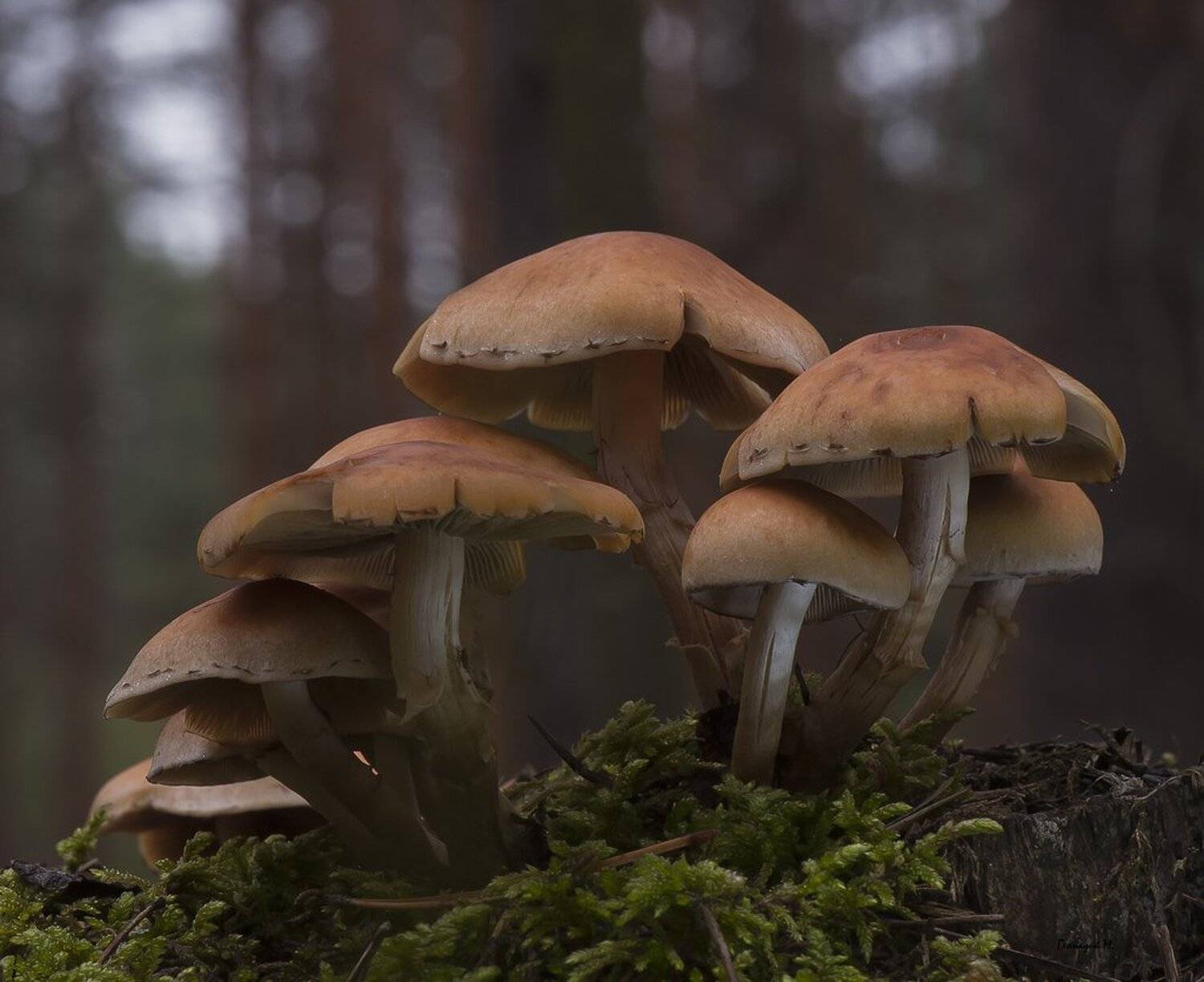 , Геннадий Мещеряков