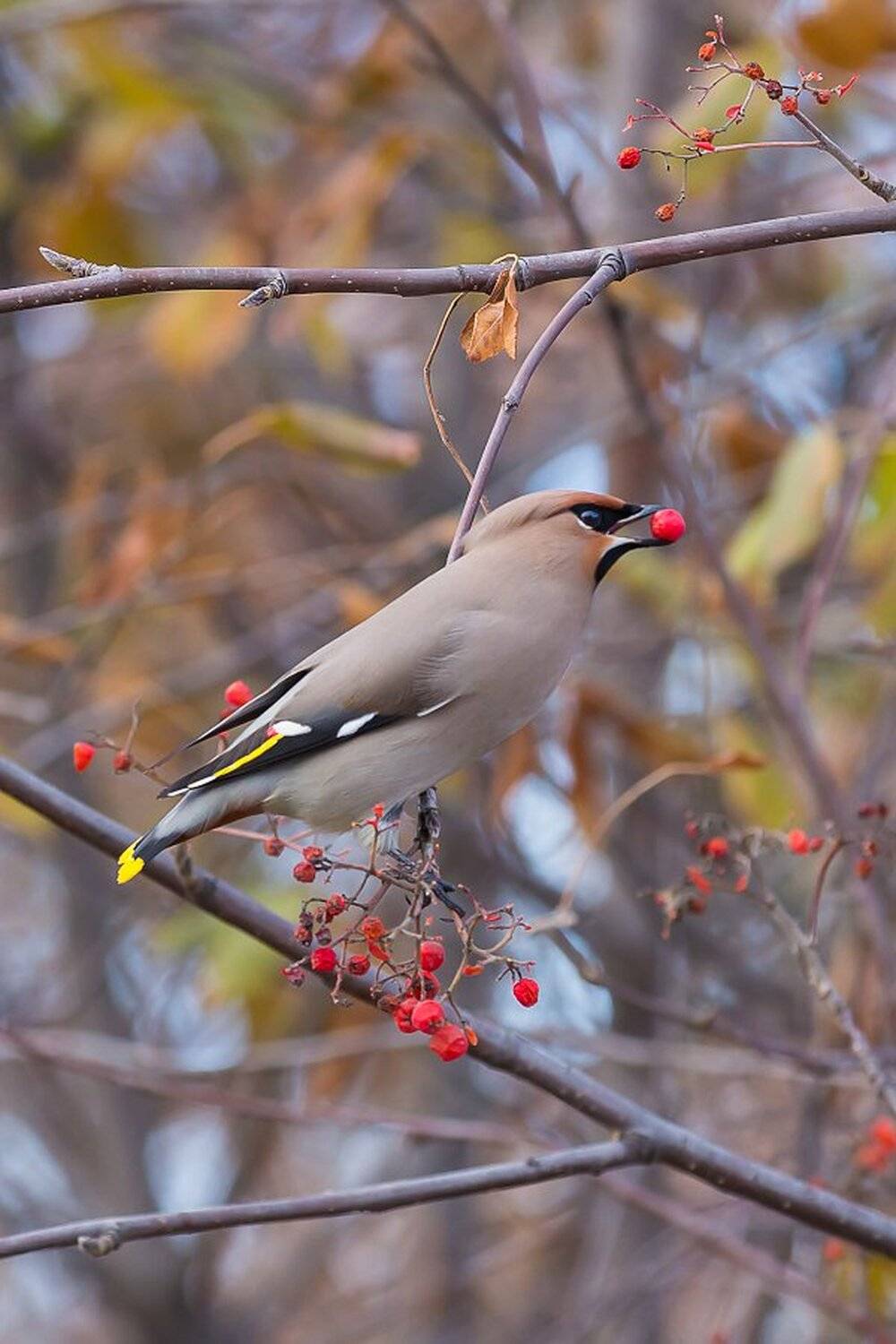 , Илья Буянов