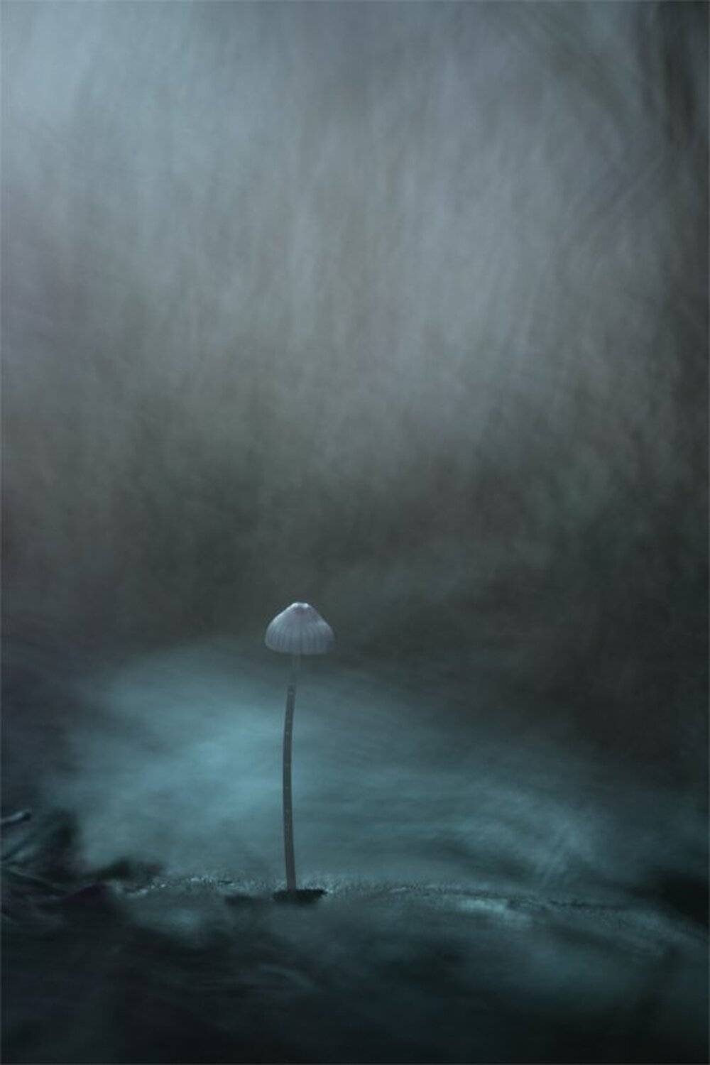 Nikon D 800, Гриб, Дождь, Лес, Осень, Свет, Геннадий Мещеряков