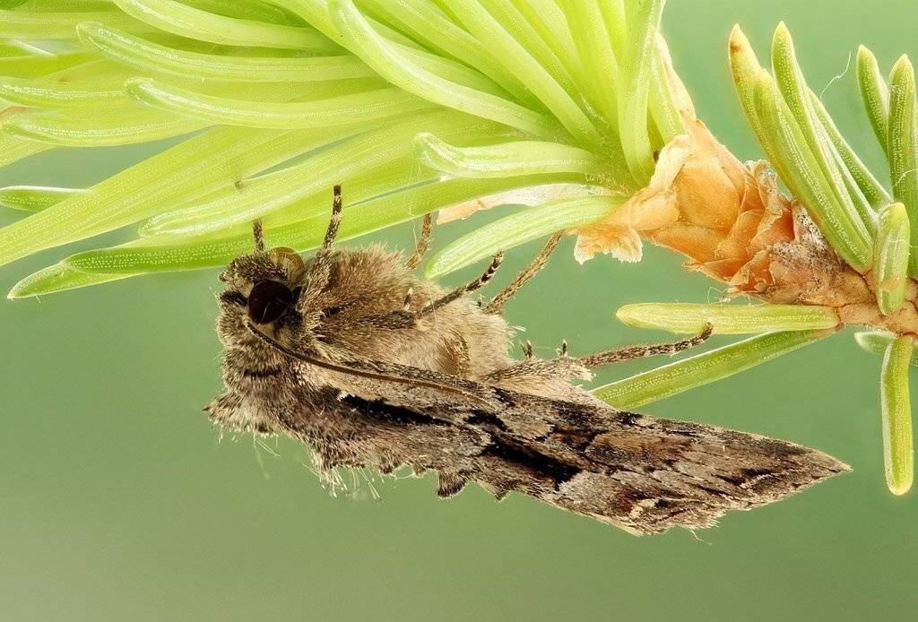 , Сергей Таланов