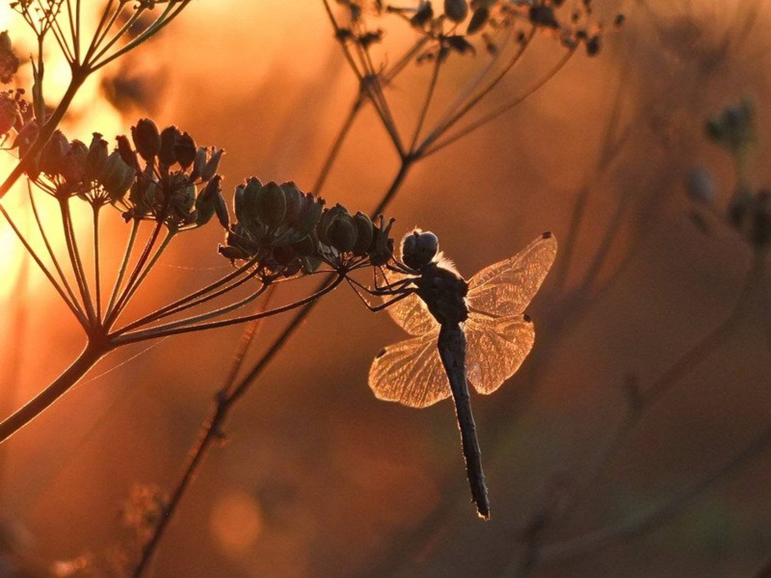 закат, Вячеслав Мищенко