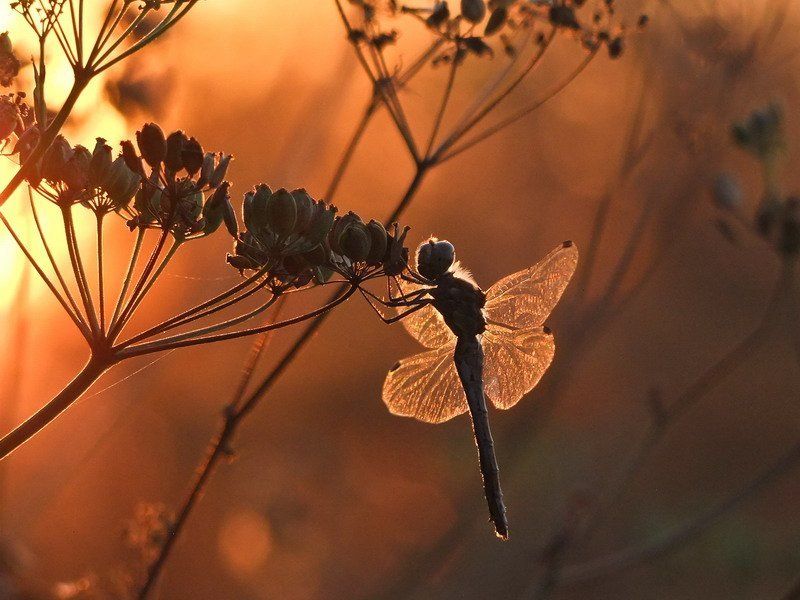 В золоте фото превью