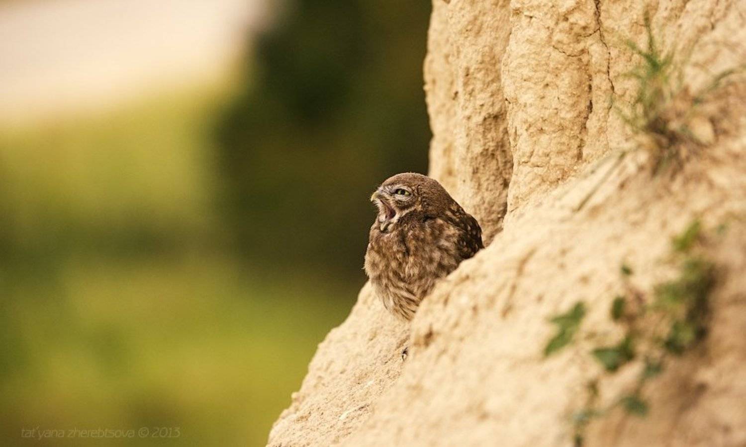 Домовой сыч, Сычик, Татьяна Жеребцова