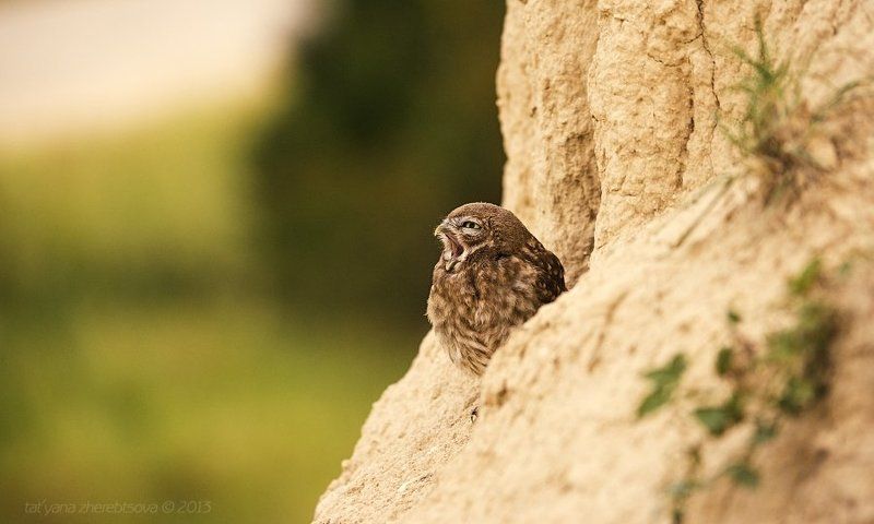 Домовой сыч, Сычик К приему пищи готов! фото превью