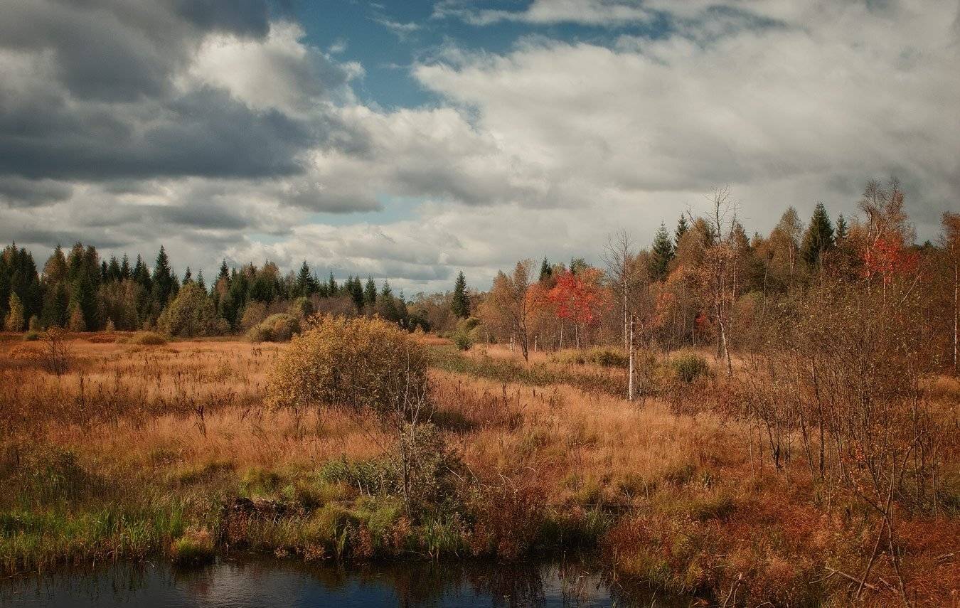 , Владимир Липецких