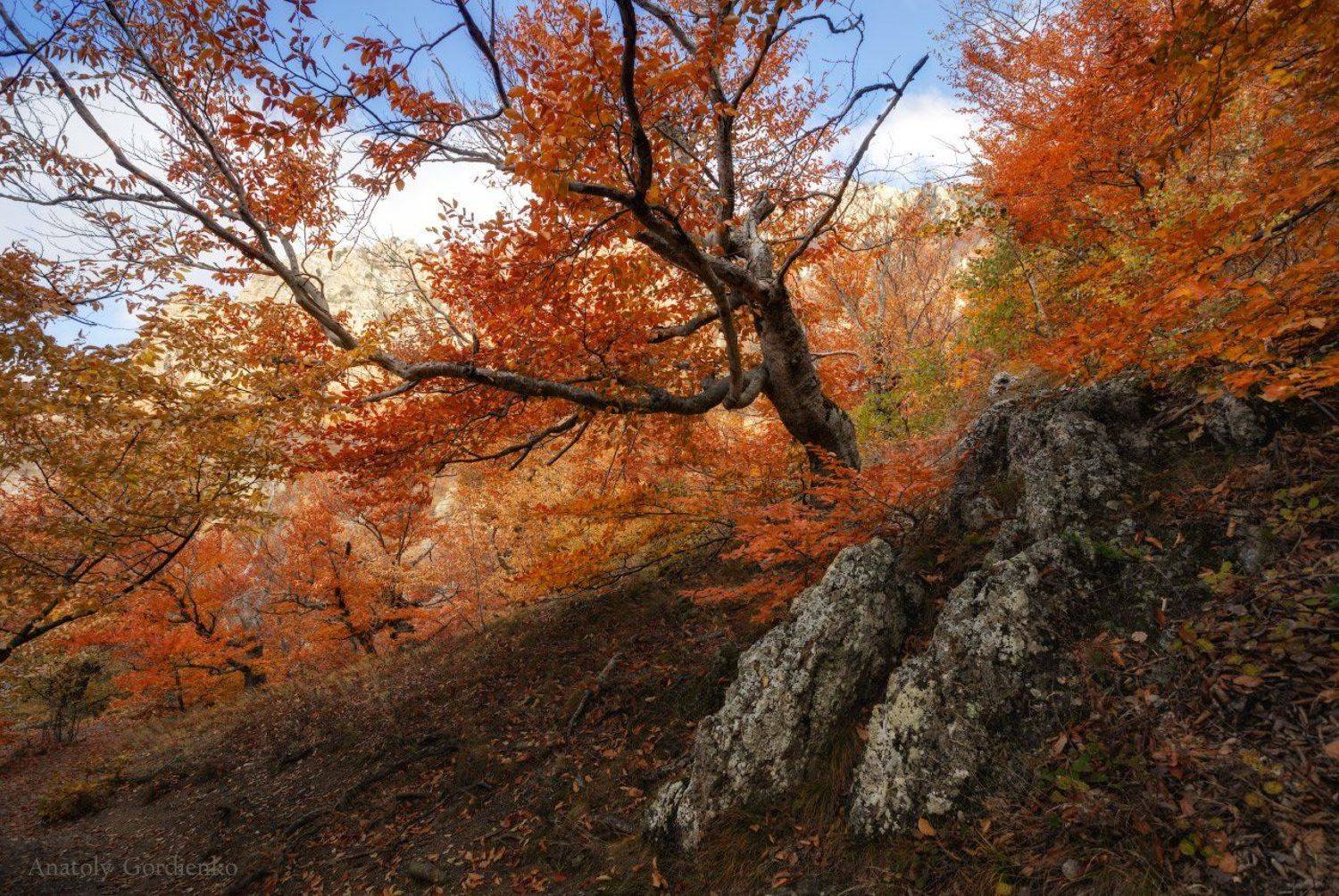 , Анатолий Гордиенко