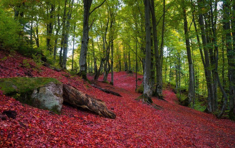 Красное, Красный, Лес, Листва, Осень Прогулка в буковом лесу фото превью