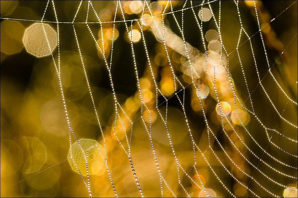 , Бурлов Андрей