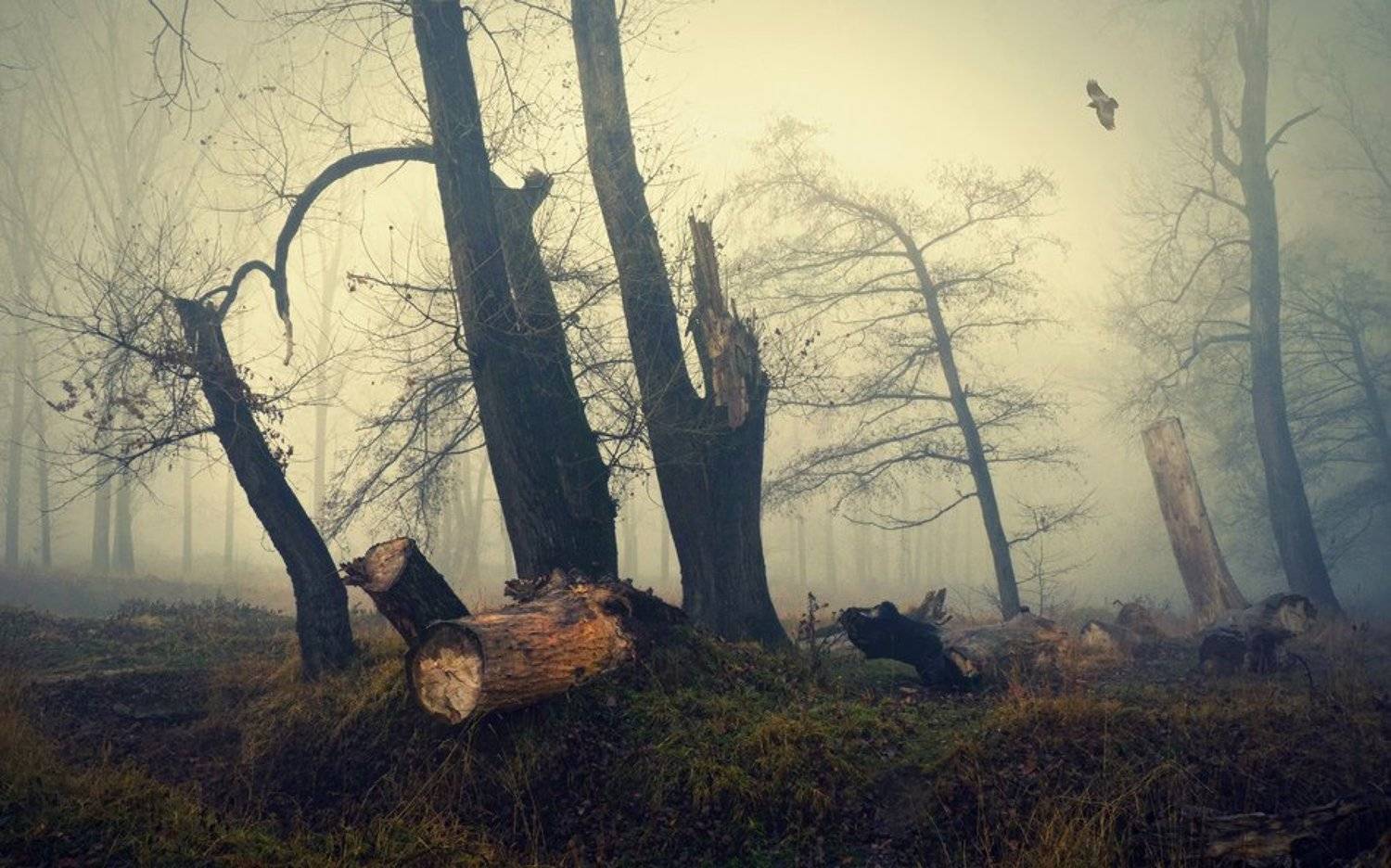 bulgaria, Svetoslav Georgiev