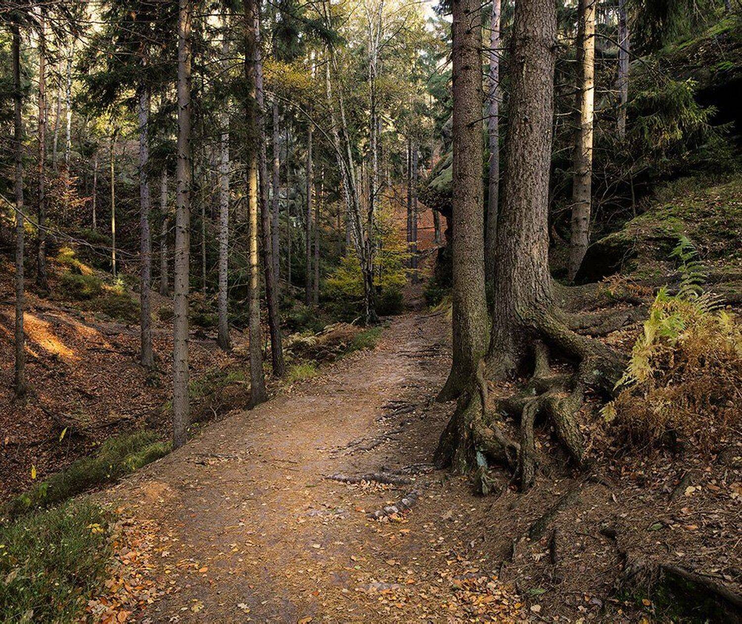 , Игорь Дубровский