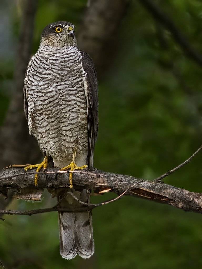 Перепелятник, Ястреб, Ляпустин Юра