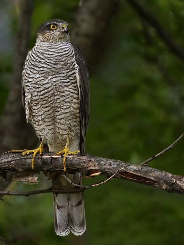 Ястреб-перепелятник (Accipiter nisus).