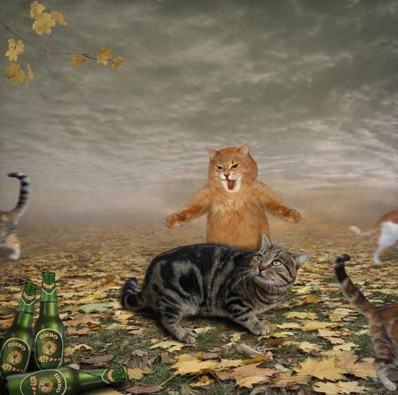Пиво ссора, Юмор коты Так вот по каким делам ты пошёл! фото превью