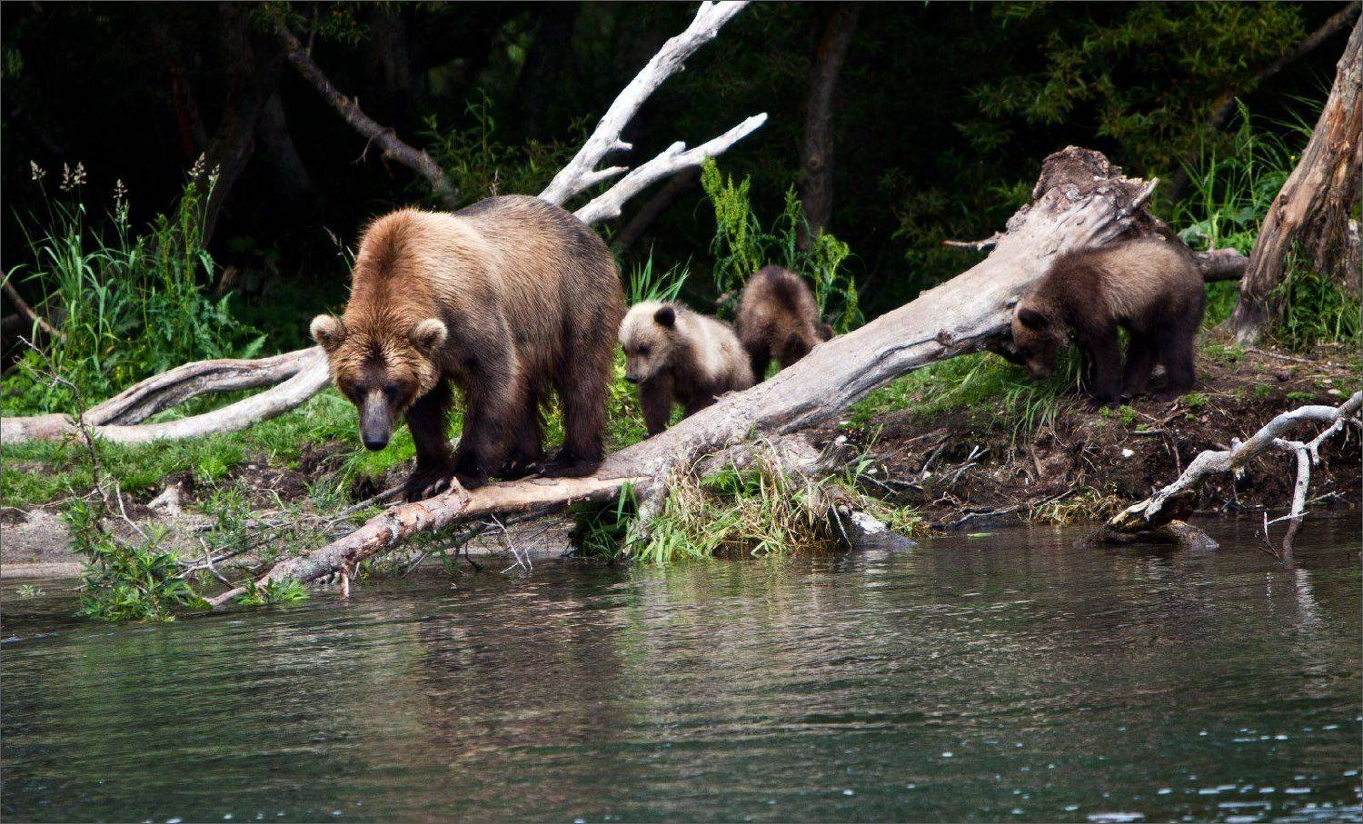 Камчатка, Нетушки