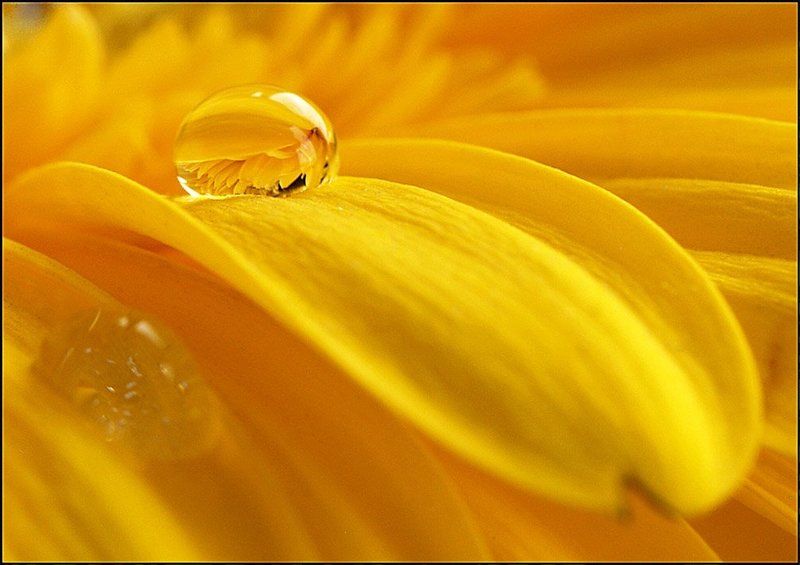 Пилюля фото превью