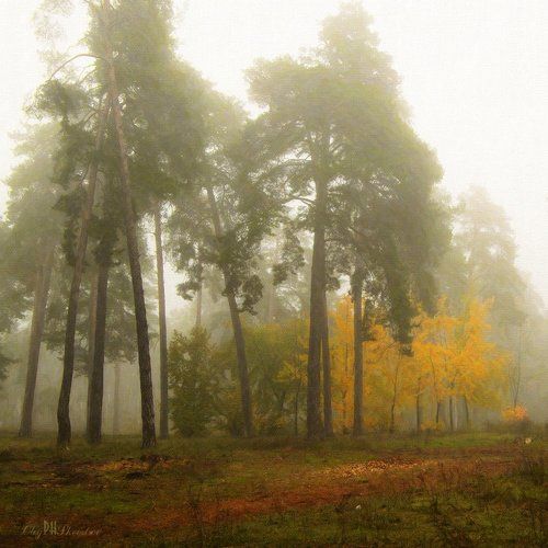 Мачтовые сосны