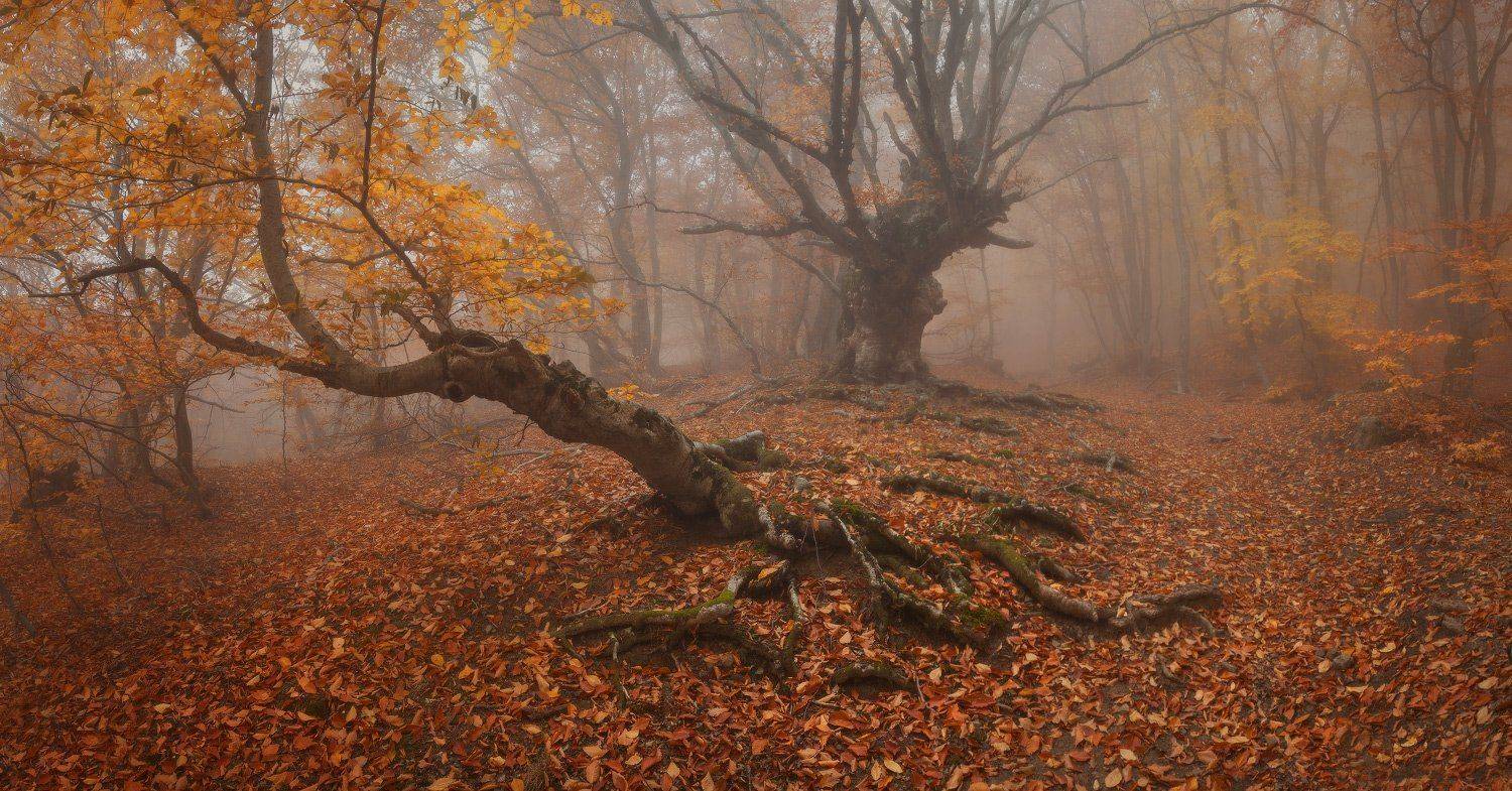 , Андрей Уляшев (Mercand)
