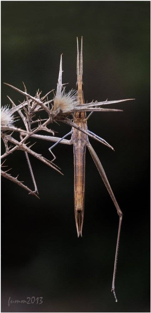 , Игорь ФУММ