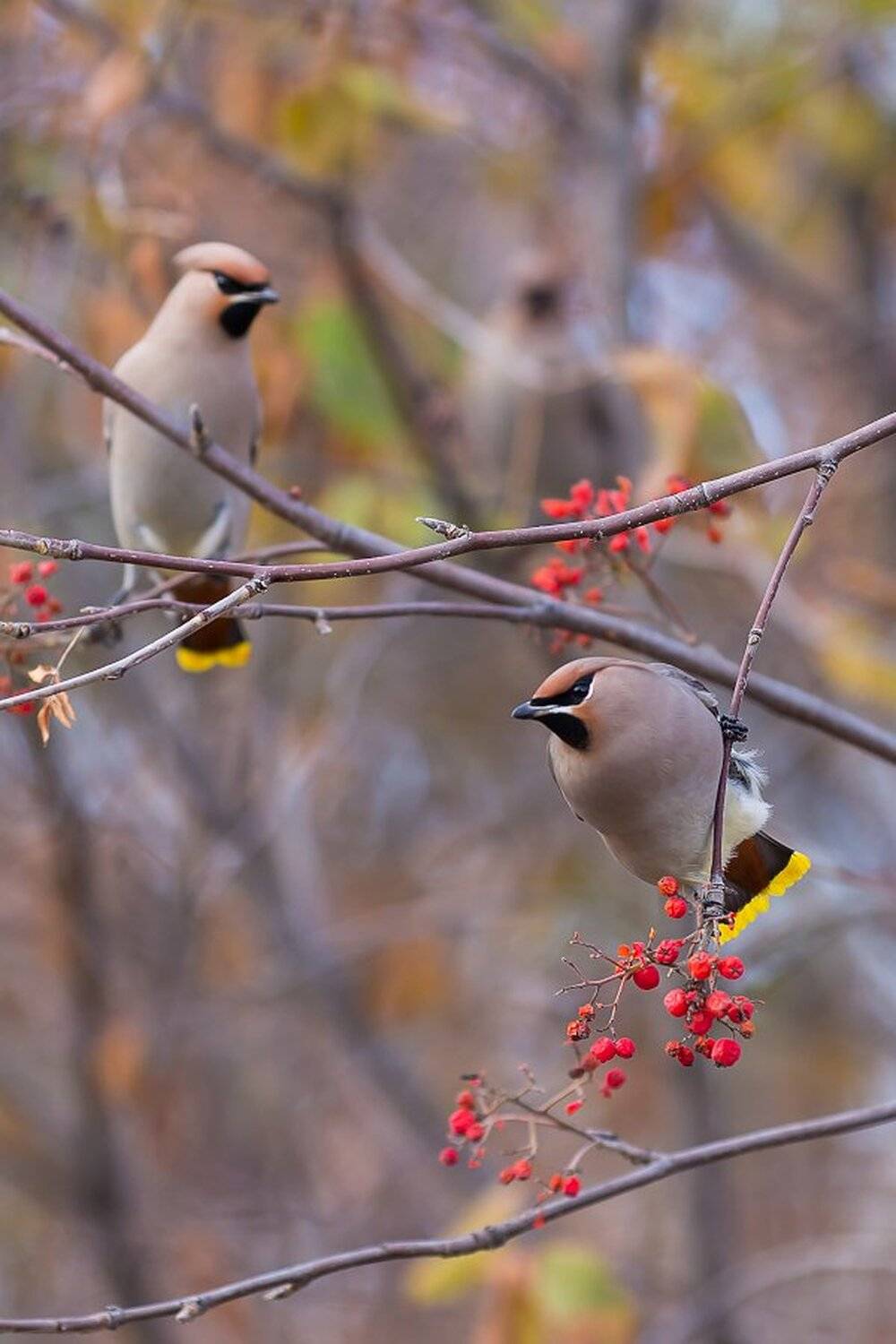 , Илья Буянов